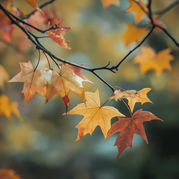 Fall Autumn Previews- Trending templates - Presentationgo