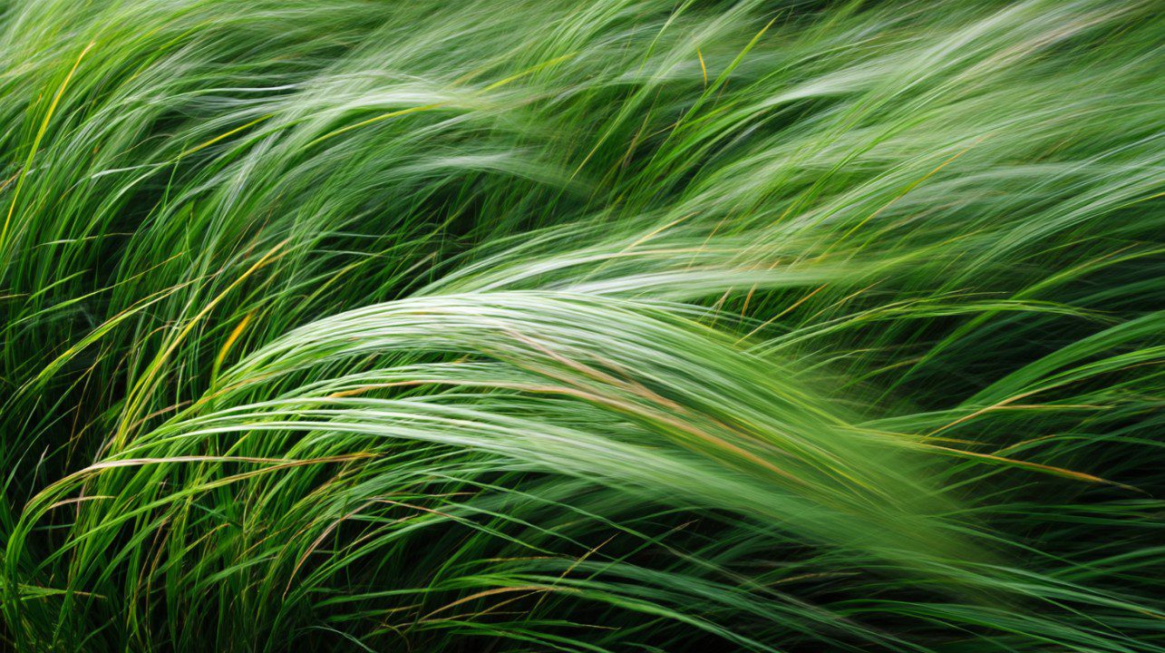 Long exposure photograph of green grass flowing in the wind, creating a serene and dynamic natural background.