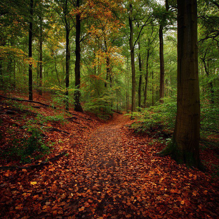 A scenic forest trail covered in fallen autumn leaves with tall green trees and vibrant foliage.